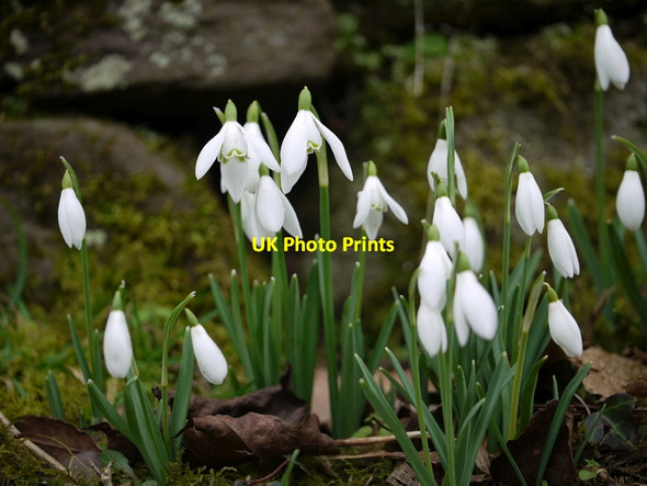 Photo 6"x4" Snowdrops at Gliffaes-fach, 2 Coed-yr-ynys c2015