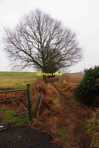 Photo 6"x4" North Worcestershire Path running between two fields, near Iverley Iverley c2015