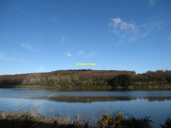 Photo 6"x4" Narrow Water Wood Warrenpoint c2015
