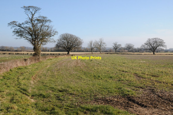 Photo 6"x4" Hedgerow trees Clifton\/SO8446 c2015