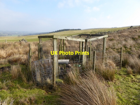 Photo 6"x4" Crow trap on Howden Rigg Melkridge c2015
