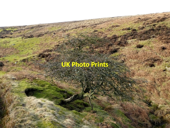 Photo 6"x4" Hawthorn bush in the valley of the Howden Burn Melkridge c2015