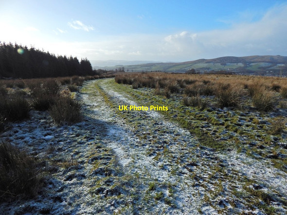 Photo 6"x4" The edge of Nobleston Wood Alexandria c2015