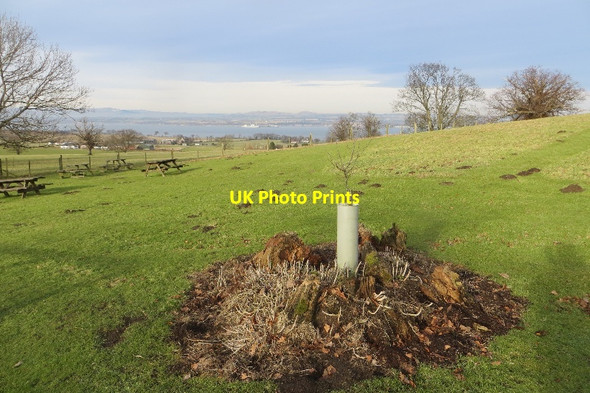 Photo 6"x4" Tree replacement Mannerston c2015