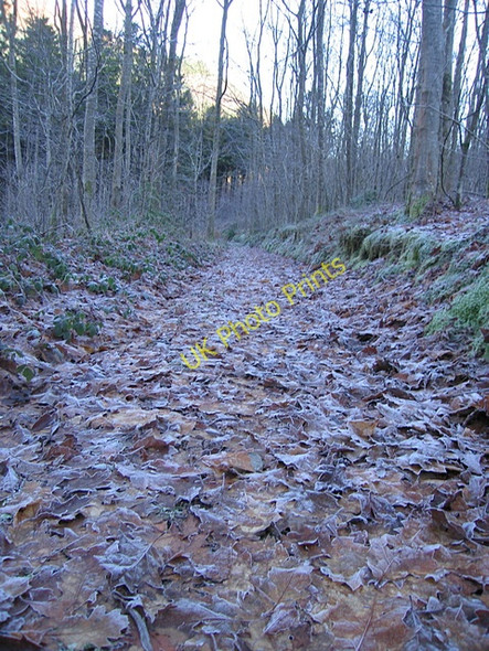 Photo 6"x4" Oak wood above Ystwyth gorge New Row\/Rhes Newydd c2008