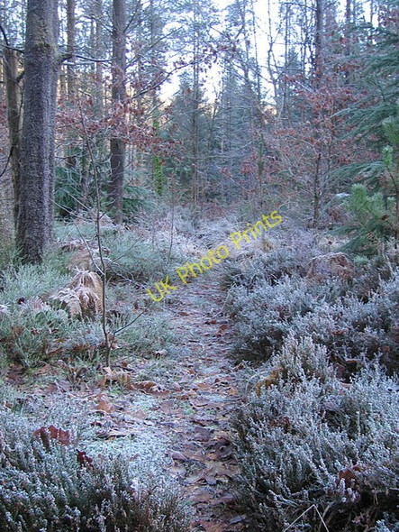 Photo 6"x4" Mixed woodland at Ystwyth gorge New Row\/Rhes Newydd c2008
