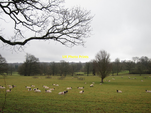 Photo 6"x4" Sheep at Hole Park Beacon Hill\/TQ8232 c2015