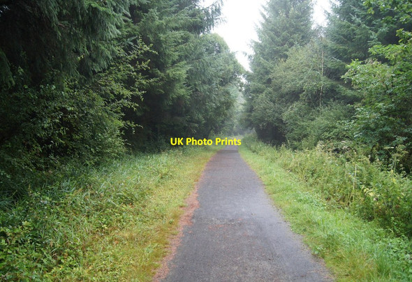 Photo 6"x4" Tarka Trail in Foxes' Covert North Town\/SS5109 c2014