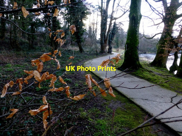 Photo 6"x4" Leaves, Cranny Omagh c2015
