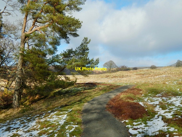 Photo 6"x4" Lang Craigs Woodland Dumbarton c2015 P1