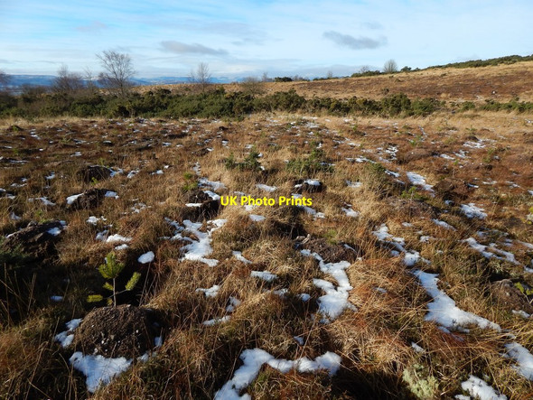 Photo 6"x4" Old track on Carman Muir: middle section Ardoch\/NS3676 c2015