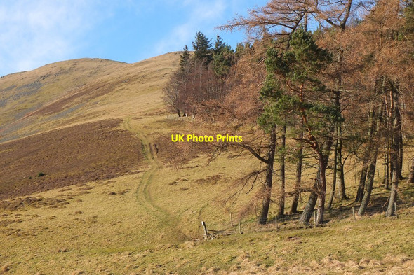 Photo 6"x4" Woodland and track, Cademuir Bellanrigg c2015