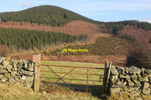 Photo 6"x4" Cademuir Hill and plantation Bellanrigg c2015