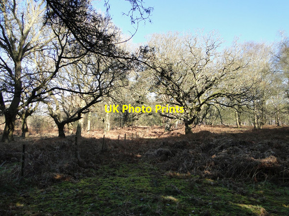 Photo 6"x4" Fence surrounding the firing range East Wretham\/TL9190 c2015