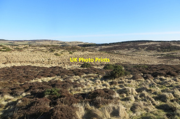 Photo 6"x4" Moorland, Sidlaw Hills Kinnaird\/NO2428 c2015