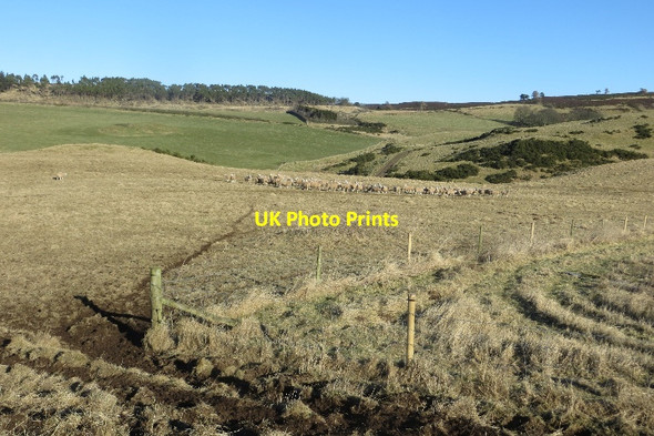 Photo 6"x4" Sheep, Sidlaw Hills Kinnaird\/NO2428 c2015