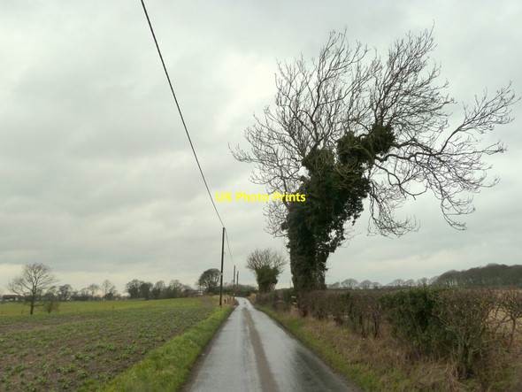 Photo 6"x4" Old tree on Arch Lane, Seneley Green Billinge c2015