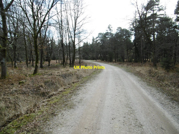 Photo 6"x4" Parkhill Inclosure, cycle route Balmerlawn c2015