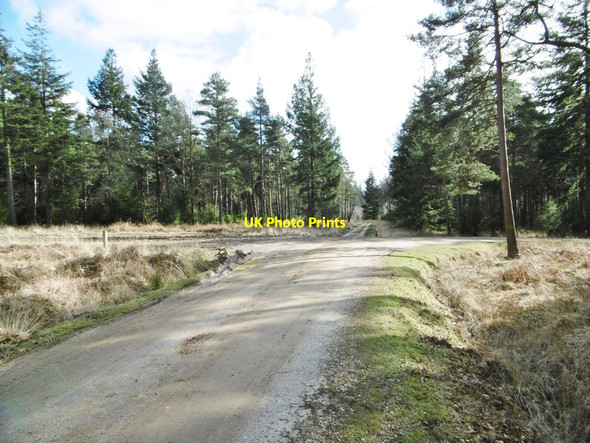 Photo 6"x4" Parkhill Inclosure, forestry crossroads Balmerlawn c2015