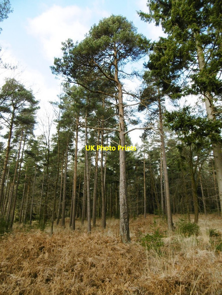Photo 6"x4" Parkhill Inclosure, conifers Balmerlawn c2015