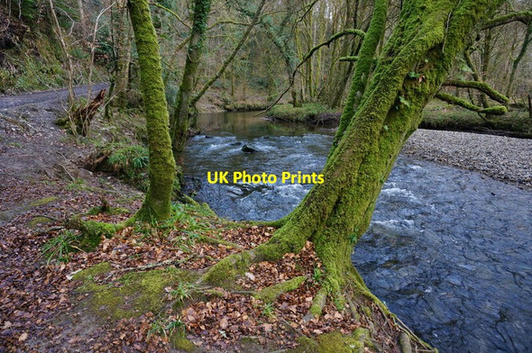 Photo 6"x4" River Plym Glenholt c2015