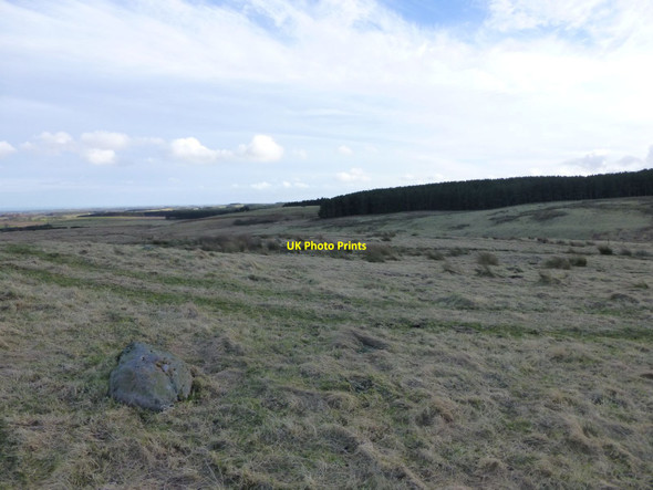 Photo 6"x4" Looking across to March Plantation Warenford c2015