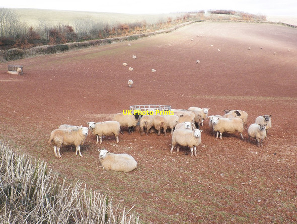 Photo 6"x4" Sheep near Chubworthy Cross Chipstable c2015
