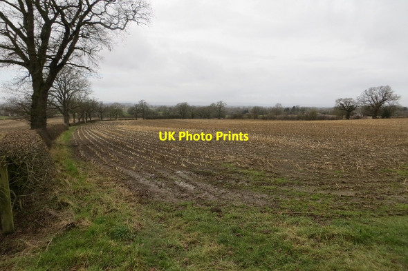 Photo 6"x4" Maize stubble, Weston Lullingfields Westonwharf c2015