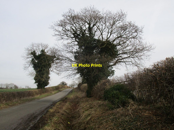 Photo 6"x4" Ivy clad trees Bathley c2015