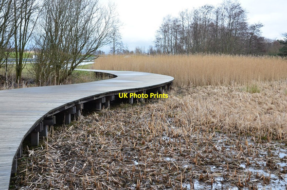 Photo 6"x4" Boardwalk through wetland, Helix Park Falkirk c2015