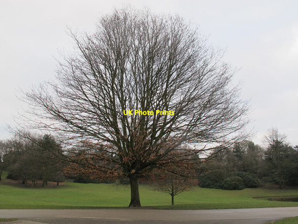 Photo 6"x4" Crystal Palace Park: lone oak Penge c2015