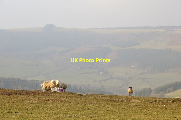 Photo 6"x4" Teme Valley sheep Milebrook c2015
