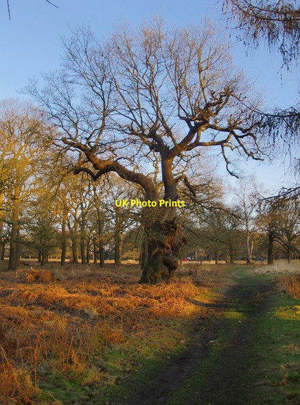 Photo 6"x4" Veteran pollard oak, at the southern end of High Wood Kingston Upon Thames c2015