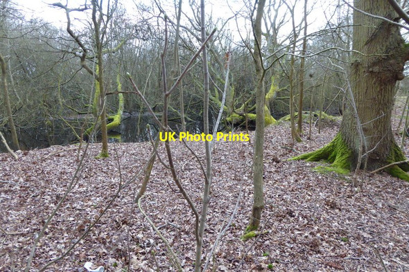 Photo 6"x4" Pond by public footpath Egham c2015