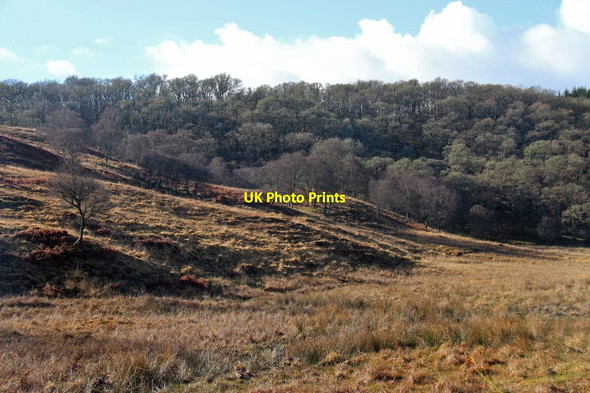 Photo 6"x4" Grassland with birch and oakwood near Stonefield Black Crofts c2015