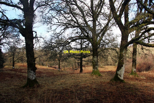Photo 6"x4" Oak woods at Airds Park Bonawe c2015