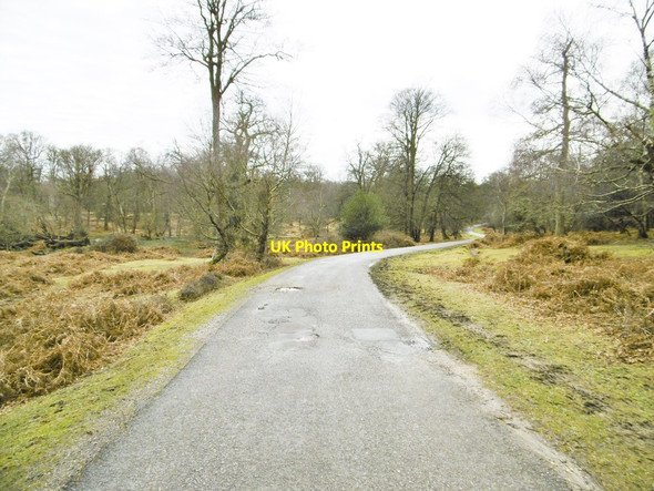 Photo 6"x4" Denny Wood, NCN2 Clayhill\/SU3007 c2015