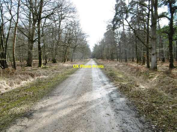Photo 6"x4" Denny Lodge Inclosure, NCN2 Balmerlawn c2015
