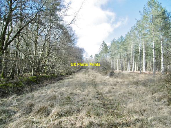 Photo 6"x4" Denny Lodge Inclosure, forestry track Balmerlawn c2015