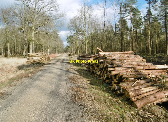 Photo 6"x4" Parkhill Inclosure, timber Balmerlawn c2015