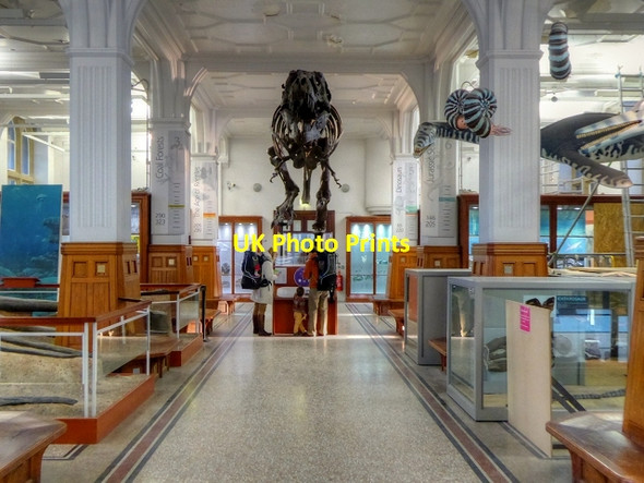 Photo 6"x4" Manchester Museum Fossils Gallery Manchester c2015