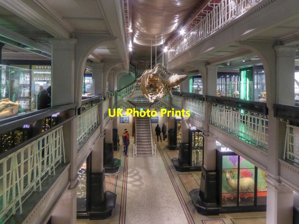 Photo 6"x4" Living Worlds Gallery, Manchester Museum Manchester c2015