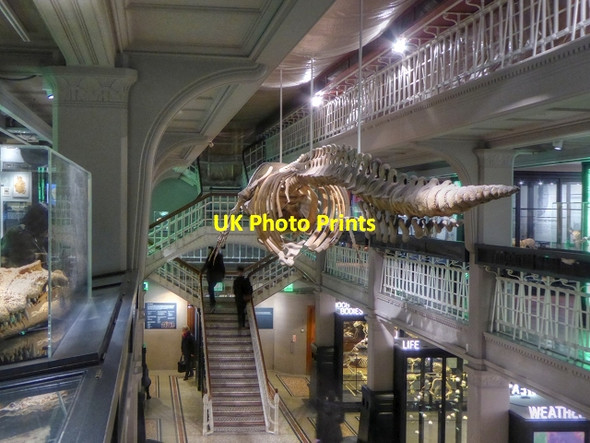 Photo 6"x4" Sperm Whale Skeleton, Living Worlds Gallery Manchester c2015