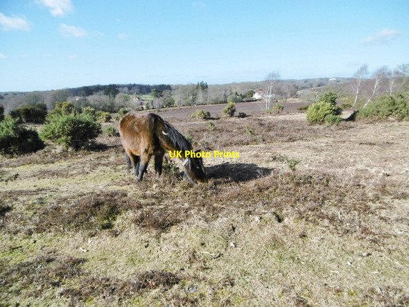 Photo 6"x4" Matley Ridge, New Forest pony Clayhill\/SU3007 c2015