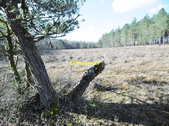 Photo 6"x4" Denny Inclosure, wetland Clayhill\/SU3007 c2015