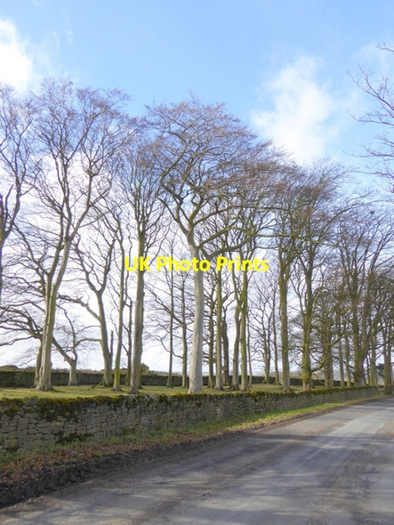 Photo 6"x4" Copse at Middleton Bank Top Bolam West Houses c2015
