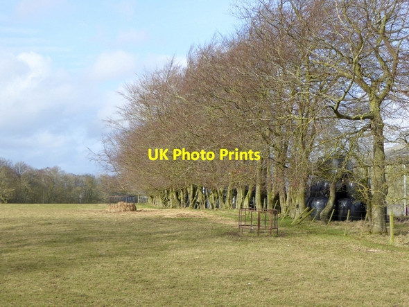 Photo 6"x4" Row of trees at Bolam West Houses Bolam West Houses c2015