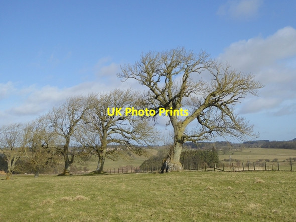 Photo 6"x4" Wintery trees near Highlaws Bolam West Houses c2015