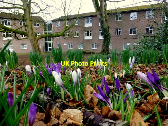 Photo 6"x4" Crocuses, Omagh Omagh c2015