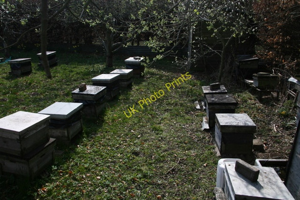 Photo 6"x4" Apiary near Glamis Roundyhill c2008